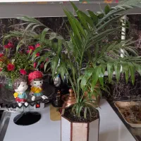 گل نخل شامادورا|گل و گیاه طبیعی|نیشابور, هفده شهریور|دیوار