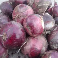 پیاز قرمز هوراند