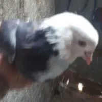 کبوتر