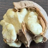 فروش گردو