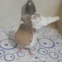 جفت کله هفت رنگ جفتگاه