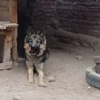 ژرمن شپرد مو بلند|سگ|گوگان, |دیوار