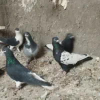 دورگ شیرازی سینه ای