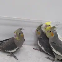 فروش جوجه عروس هلندی