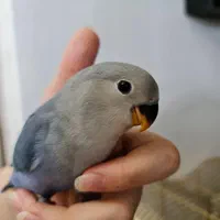 دریای طوطی برزیلی جوجه تا بالغ