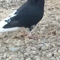 کبوتر|پرنده|نورآباد ممسنی, |دیوار