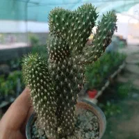 کاکتوس دفرمه بینظیر