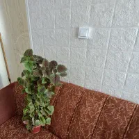 گل حسن یوسف ، گل پتوس،گل قاشقی وکاکتوس شاخ بزی|گل و گیاه طبیعی|شیراز, گویم|دیوار