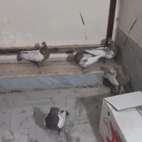 سینه قهوه ای|پرنده|شیراز, گویم|دیوار