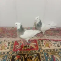 یه جفت کفتر شکلاتی والماسی