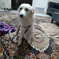 واگذاری رایگان