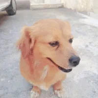 سگ پا کوتاه
