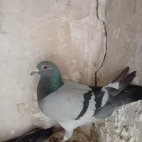 کفترسبزآلمانی نروماده