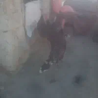 بوقلمون