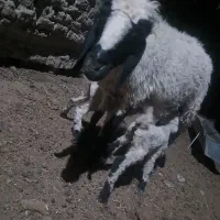 میش زایده دو بره نر
