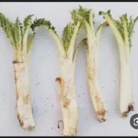 کنگر خورشتی