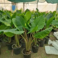 گل طبیعی، گلدان...