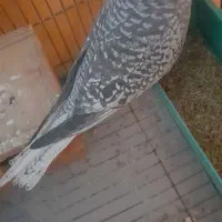 عروس هلندی ایزابلا