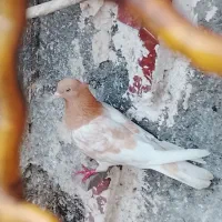 کله زرد ماده