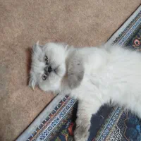 گربه اسکاتیش سیلور سه ماهه