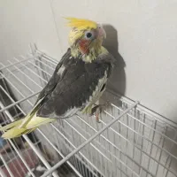 جوجه عروس هلندی گمشده