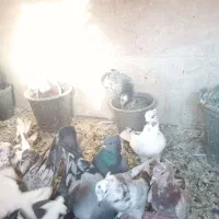 فروش تعدادی کبوتر
