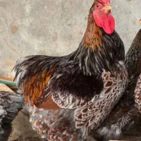 خروس ویاندوت