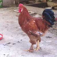 خروس برهما اصل