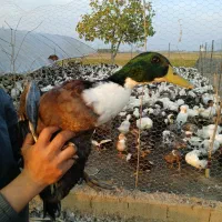 فروش اردک با تغذیه در شالیزار