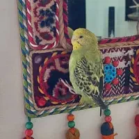 مرغ عشق