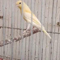 قناری ماده آماده هسته دوتا جوجه قناری