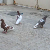 جوانه افغونی