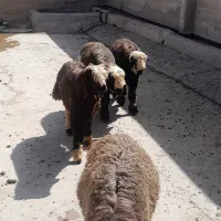 ۳۰راس
