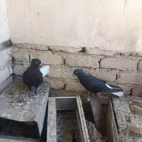 کفتر زاغ دم سفید|پرنده|مشهد, نیزه|دیوار
