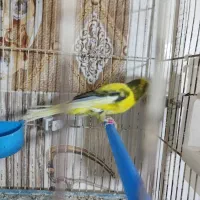 پرنده|پرنده|فراشبند, |دیوار