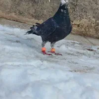 کفتر|پرنده|مشهد, فرخد|دیوار