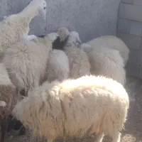 بره نر|حیوانات مزرعه|بندرعباس, |دیوار