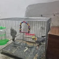 عروس هلندی جفت