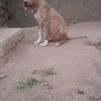 توله ۵ماهه