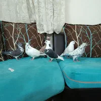 کفتر و کبوتر|پرنده|ری, شهادت|دیوار