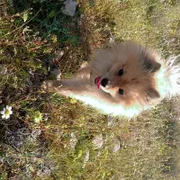 سگ پامرا خرسی روباهی تربیت شده نر