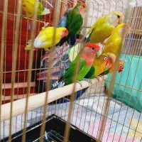 معاوضه یا فروش پنج جفت طوطی