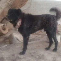 سگ گله ای نگهبان درجه یک