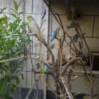 مرغ عشق