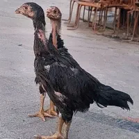 جوجه لاری افغان