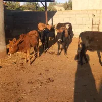 ۸راس گوساله ماده گاو قربانی|حیوانات مزرعه|آق قلا, |دیوار