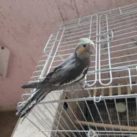 عروس هلندی