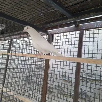 نر ابلغ توک سفید مایع کفتر قیمت بالا