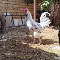 خروس گلین فول - مشکی، طوسی، خال‌سوزنی
