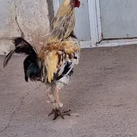 خروس  لاری|حیوانات مزرعه|الوند, |دیوار